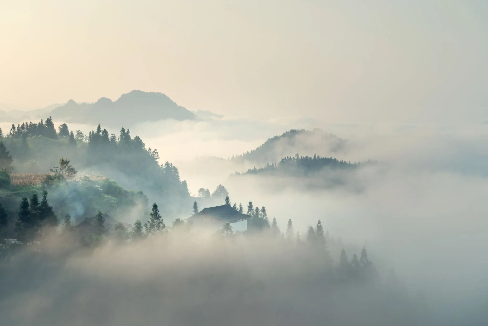 Misty mountain forest landscape with rolling fog
