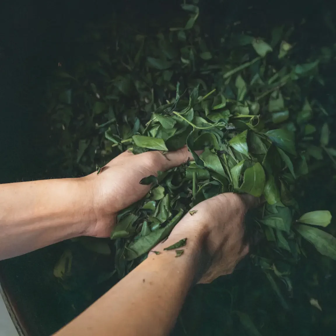 Hands holding pile of fresh green tea leaves